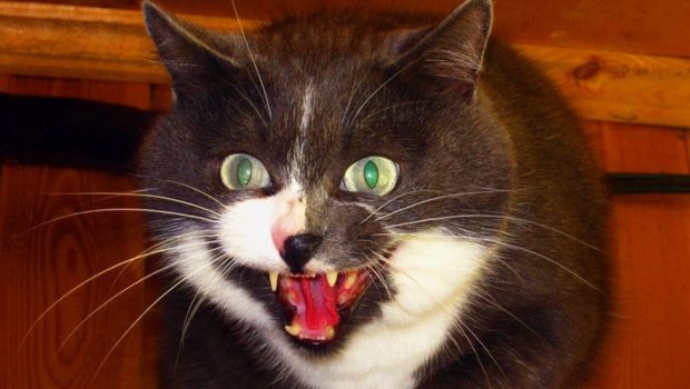 gato mostrando os dentes