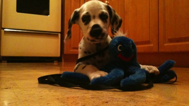 cachorro com brinquedo