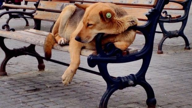 cachorro dormindo no banco de praça