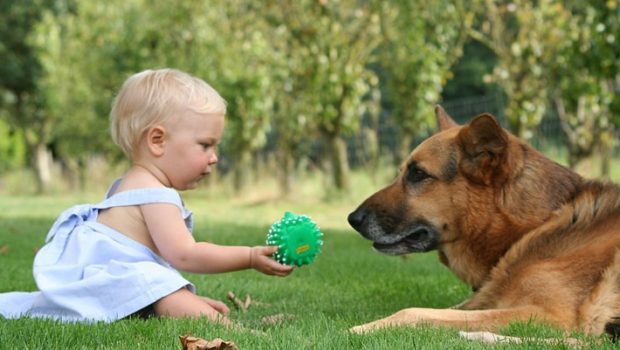 Bebê brincando de bola com cachorro
