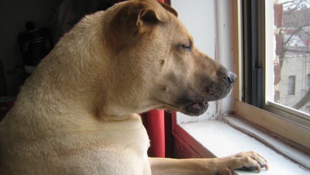 cachorro olhando pela janela