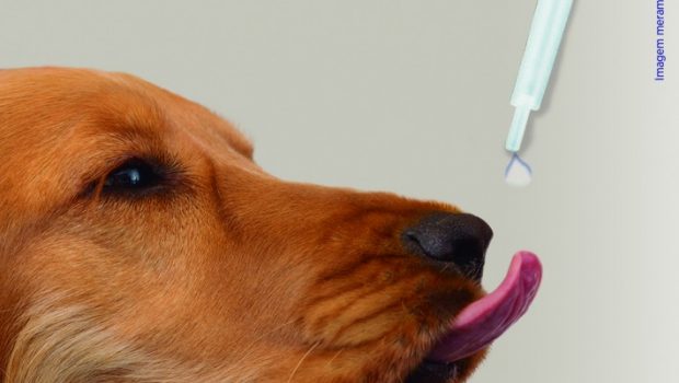 cachorro recebendo vacina oral