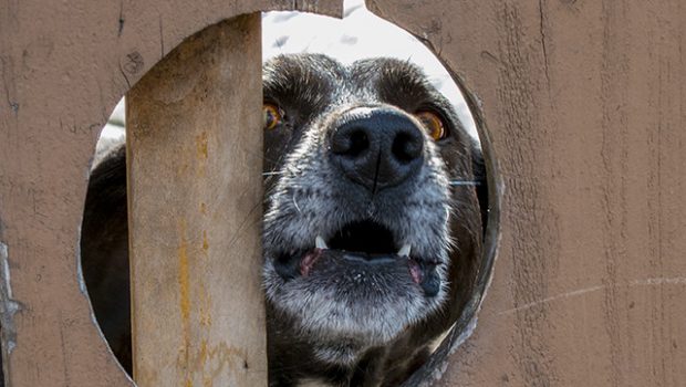 cachorro latindo no portão