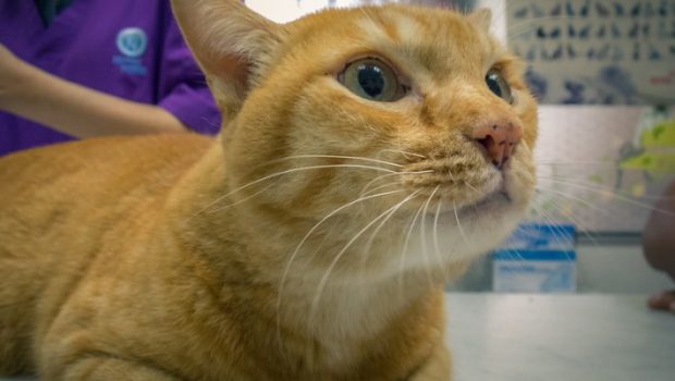 gato laranja no veterinário
