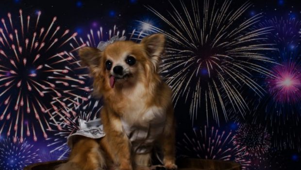 Cachorro com fogos de artifício