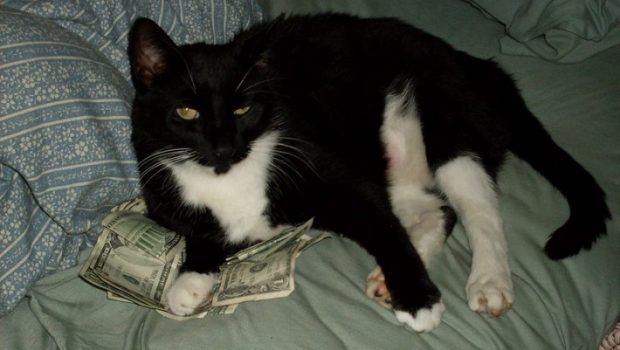 gato deitado no dinheiro