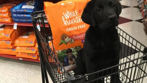 cachorro no carrinho de supermercado