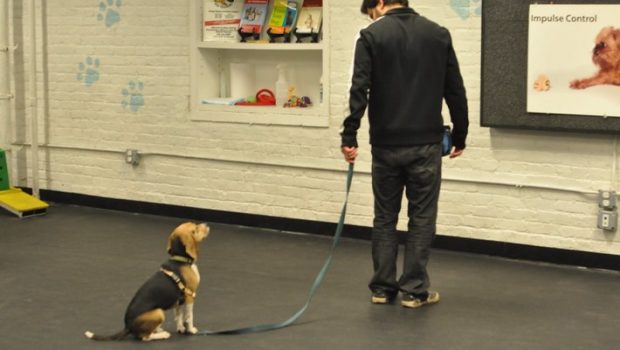 cachorro treinando com o tutor